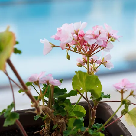 New Line Village סאני ביץ'