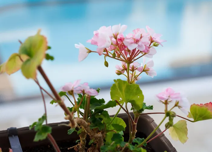 New Line Village Солнечный берег